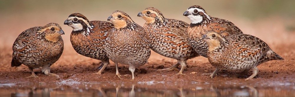 خوراک بلدرچین